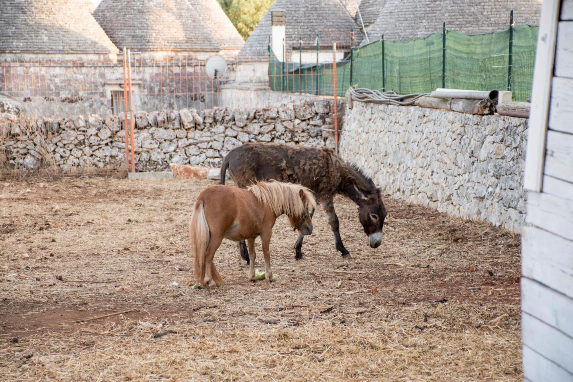 Trullo Cinquenoci Suite ロコロトンド エクステリア 写真